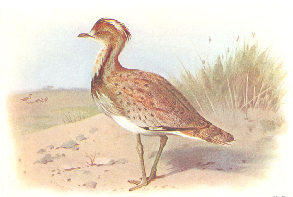 BRITISH BIRDS. Houbara or Macqueen's Bustard. THORBURN 1925 old vintage print